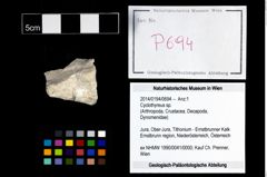 Foto (Objekt + Etikett) von Cyclothyreus sp.  (NHMW-GEO-2014-0194-0694)